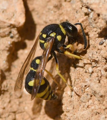 Eumenes sp.